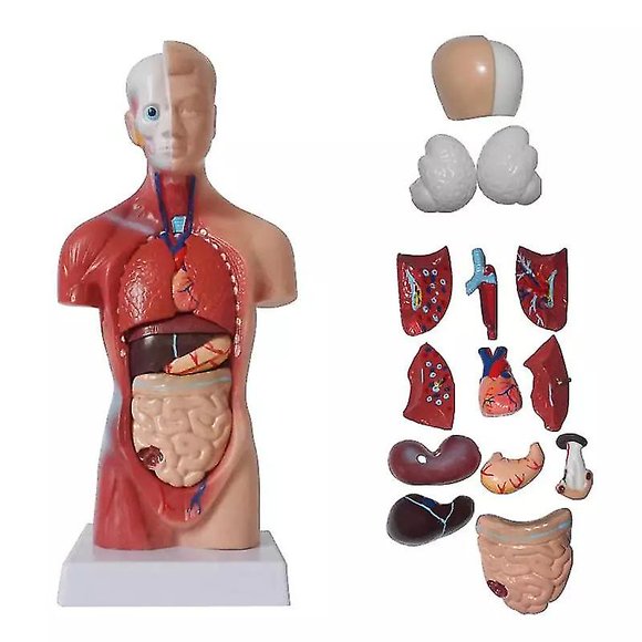 Unisex Human Torso Body Anatomy Anatomical Model Internal Organs Skeleton System