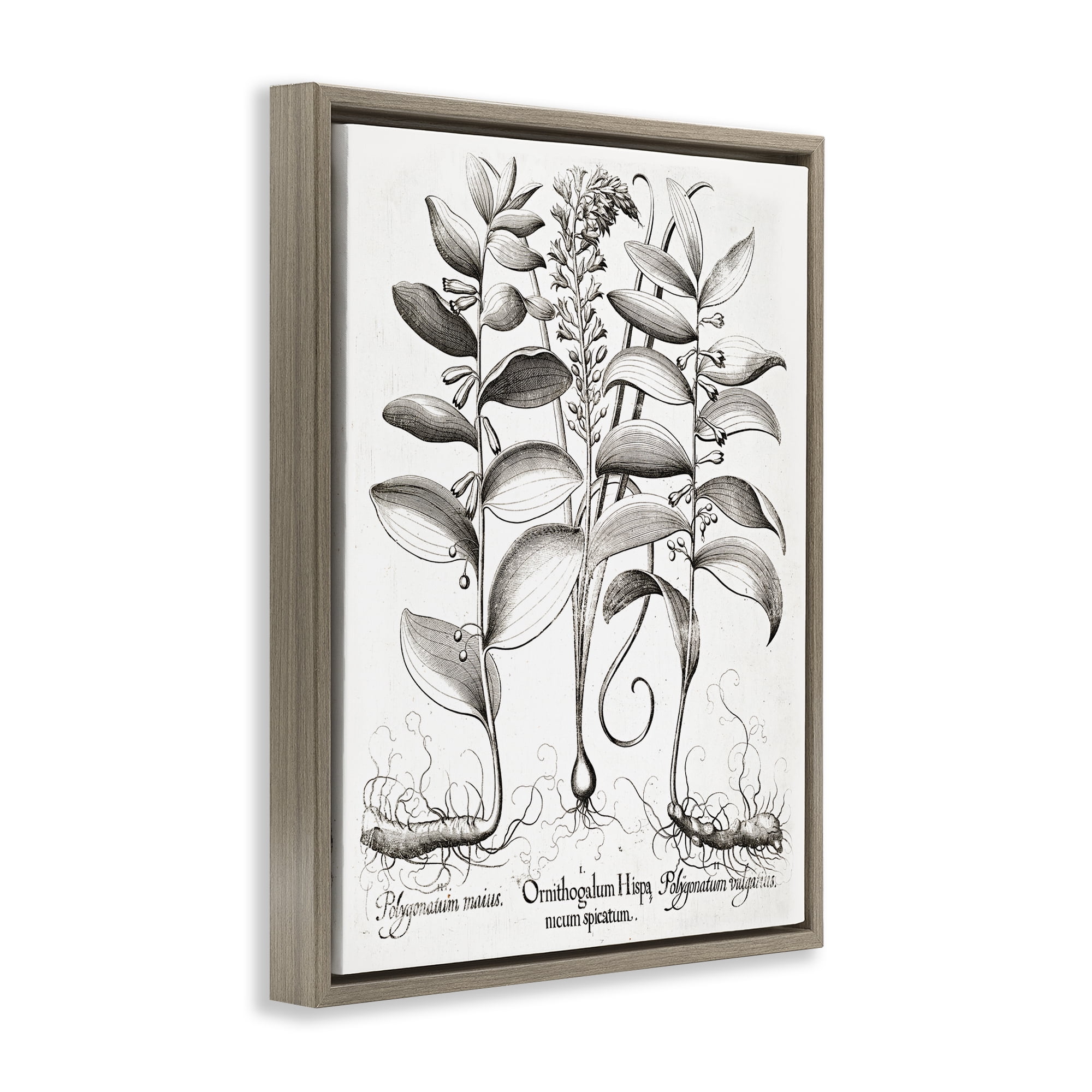Vintage Botanical Root Study Brown Framed Floater Canvas Wall Art, design by Lettered and Lined