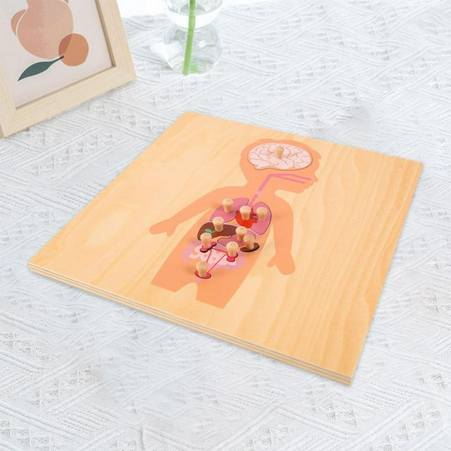 Rompecabezas de estructura de órganos del cuerpo Aprendizaje educativo Rompecabezas de Conjunto de anatomía Unisex Baoblaze Rompecabezas de ciencia Montessori