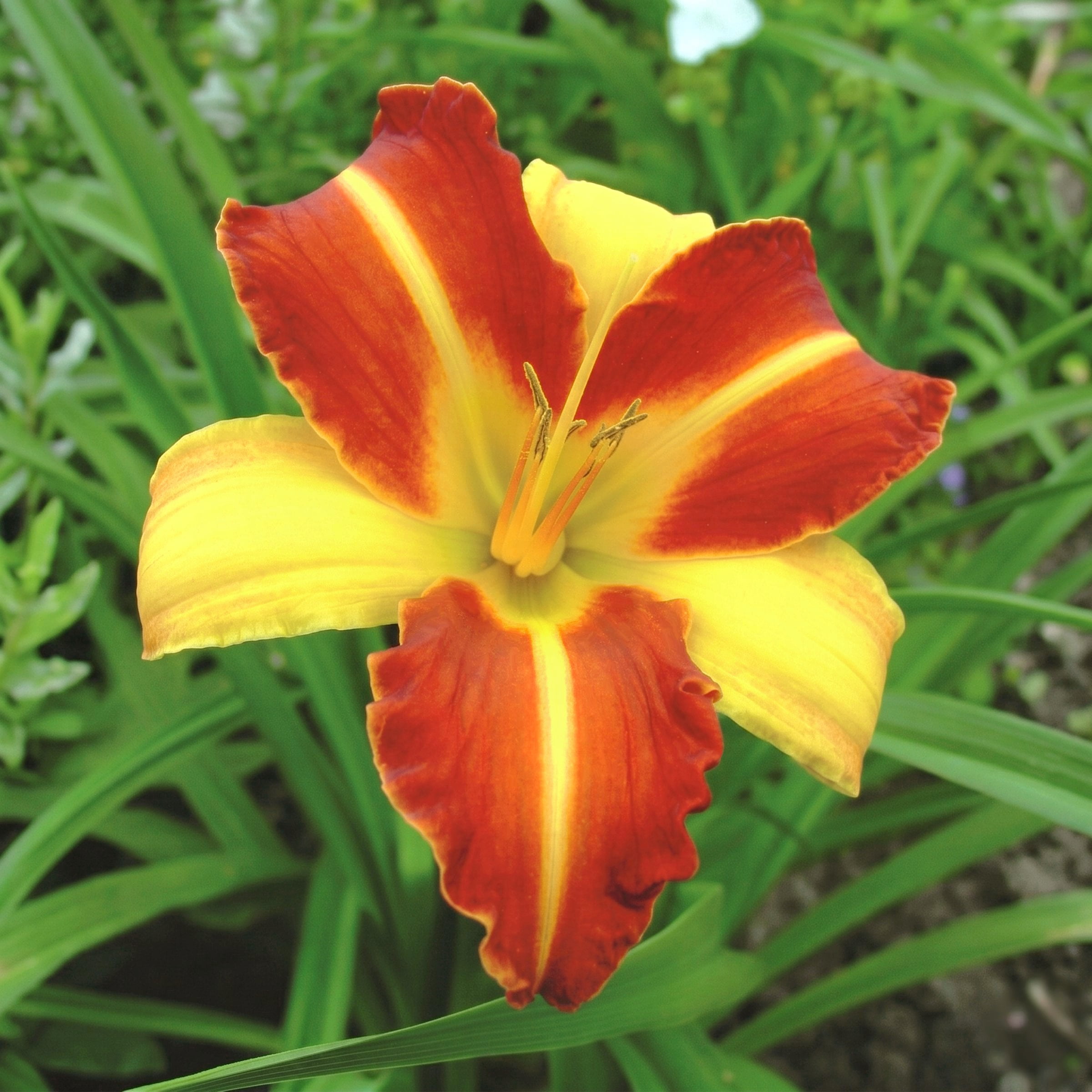 National Plant Network 1 gal. Daylily Frans Hals Perennial Plant (4-Pack)