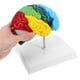 thumbnail image 5 of Modelos de cerebro humano a escala 1:1. Modelo anatómico para el aprendizaje de la neurociencia, la enseñanza de ciencias, el estudio en el aula y la exhibición médica., 5 of 7