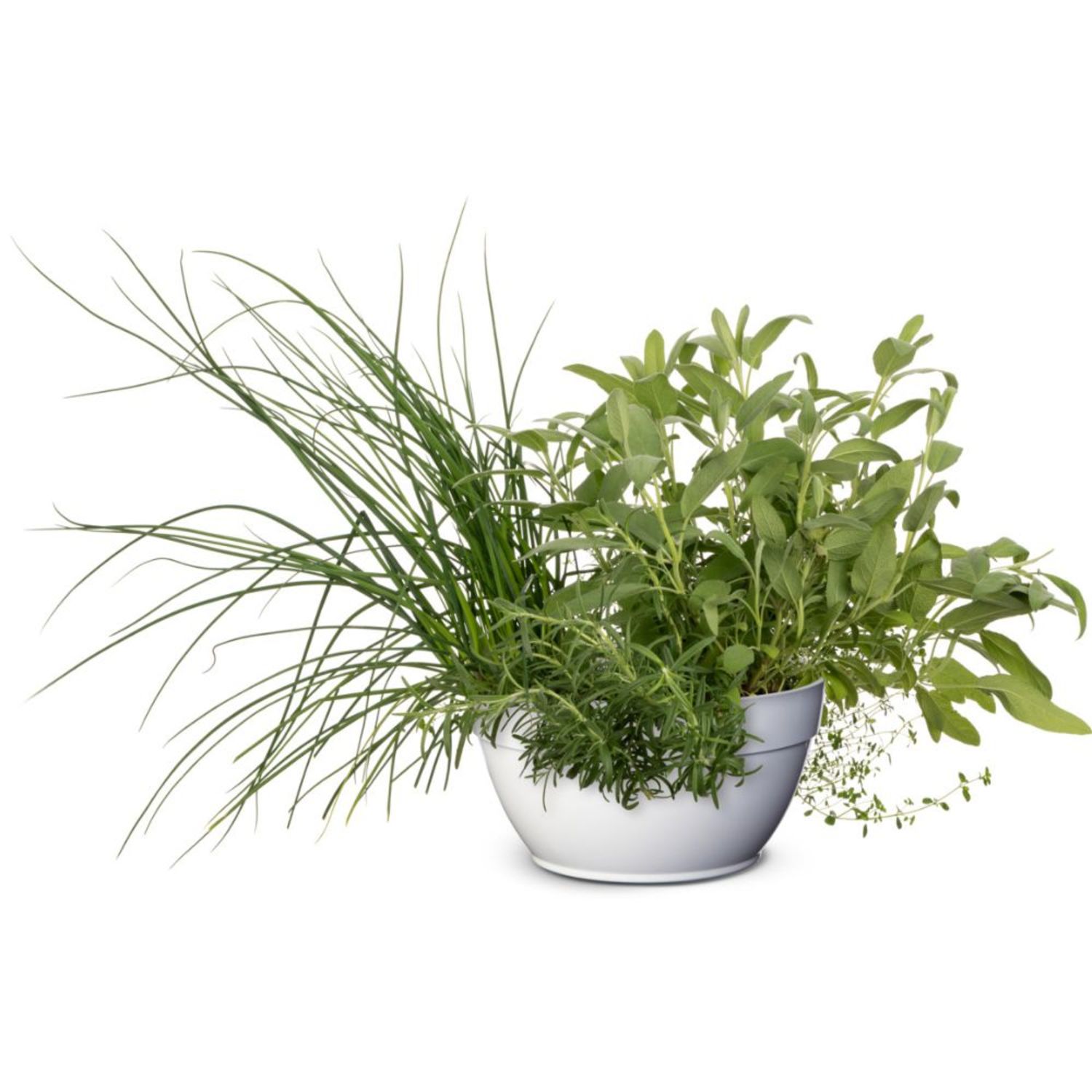 Proven Winners 4" Proven Selections Prime Rosemary Rosemary Live Herb Plant in 4.25" Pot (4 Count)