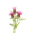 thumbnail image 2 of Thistle Flowers Wall Decal by Wallmonkeys Peel and Stick Graphic (24 in H x 16 in W) WM206374, 2 of 4