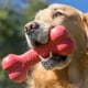 thumbnail image 2 of Juguete Para Perro Kong Hueso Grande Rellenable KONG Juguetes para morder, 2 of 2