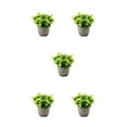 thumbnail image 2 of kurtrusly Realistic Artificial Succulent Low Maintenance Elegant Easy To Clean Artificial Money Tree In Pot newyellowbabysbreath 5Set, 2 of 6