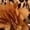 Brown, variant on Children's Winter Leopard Coat Faux Fox Fur Collar Autumn Flower Keep Warm Thicken Kids Clothes Girls Jacket Outerwear Clothing