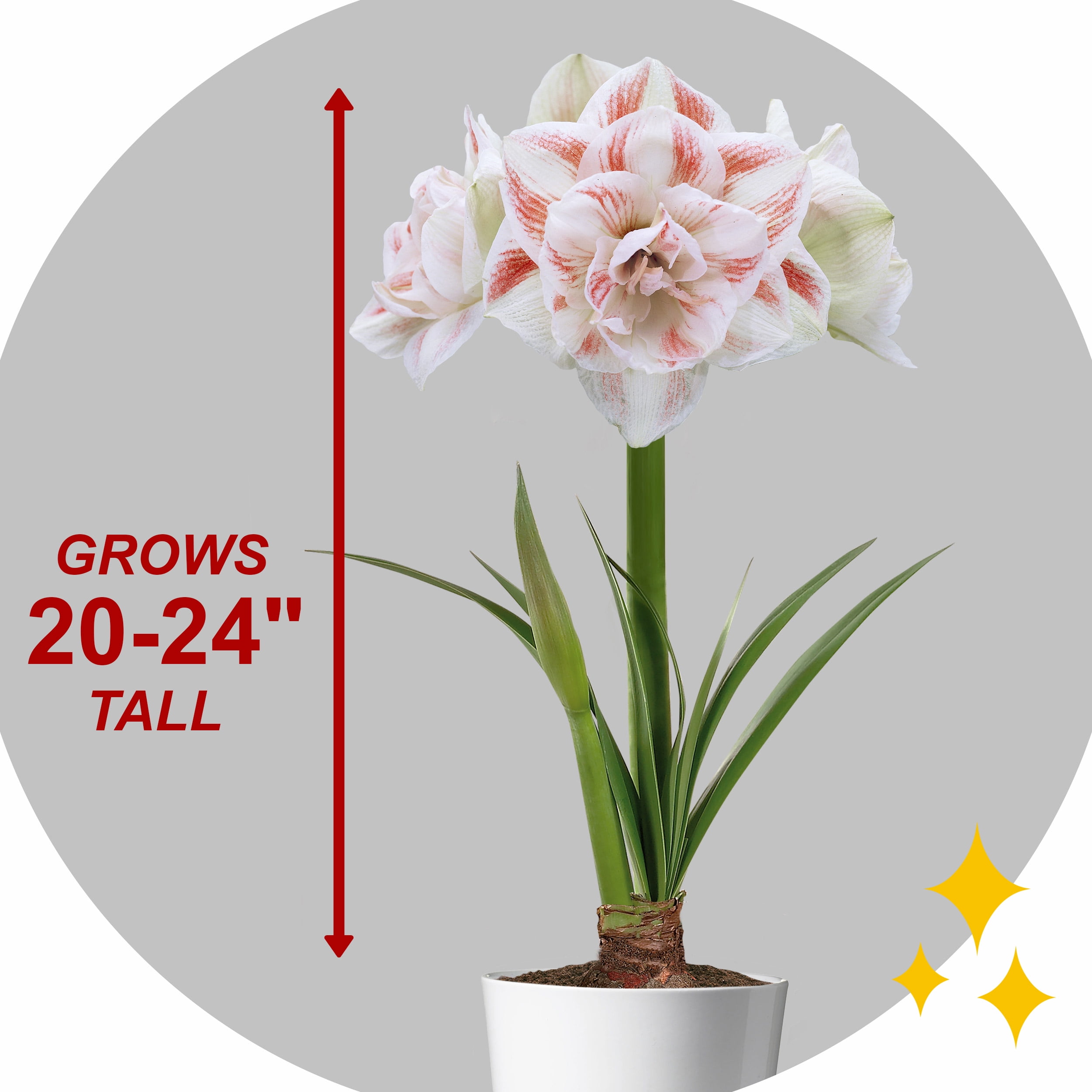 Garden State Bulb Galaxy Nymph Double Amaryllis Flower Bulb, 26/28cm (Bag of 2)