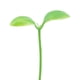 thumbnail image 4 of 40pcs brote de frijoles clips de cabello plantas accesorios para el cabello de hierba, 4 of 5