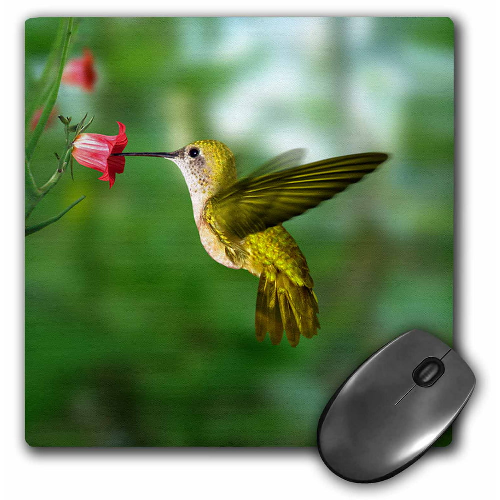 3dRose Hummingbird, Mouse Pad, 8 by 8 inches - Walmart.com - Walmart.com