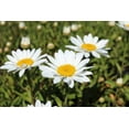 thumbnail image 4 of 1 Gallon (3.8L) Sun Mix 6 Pack, 4 of 4