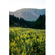 European Yellow Lupine Seeds/ Perennial/ Full Sun/140 Seeds 1/8 oz/ Zellajake Farm and Garden - B239