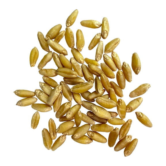 Clear Creek Certified Glyphosate Residue Free Durum Wheat Berries | 18 LBS | Whole Grains | Used to mill to Semolina Pasta Flour| North American Grown