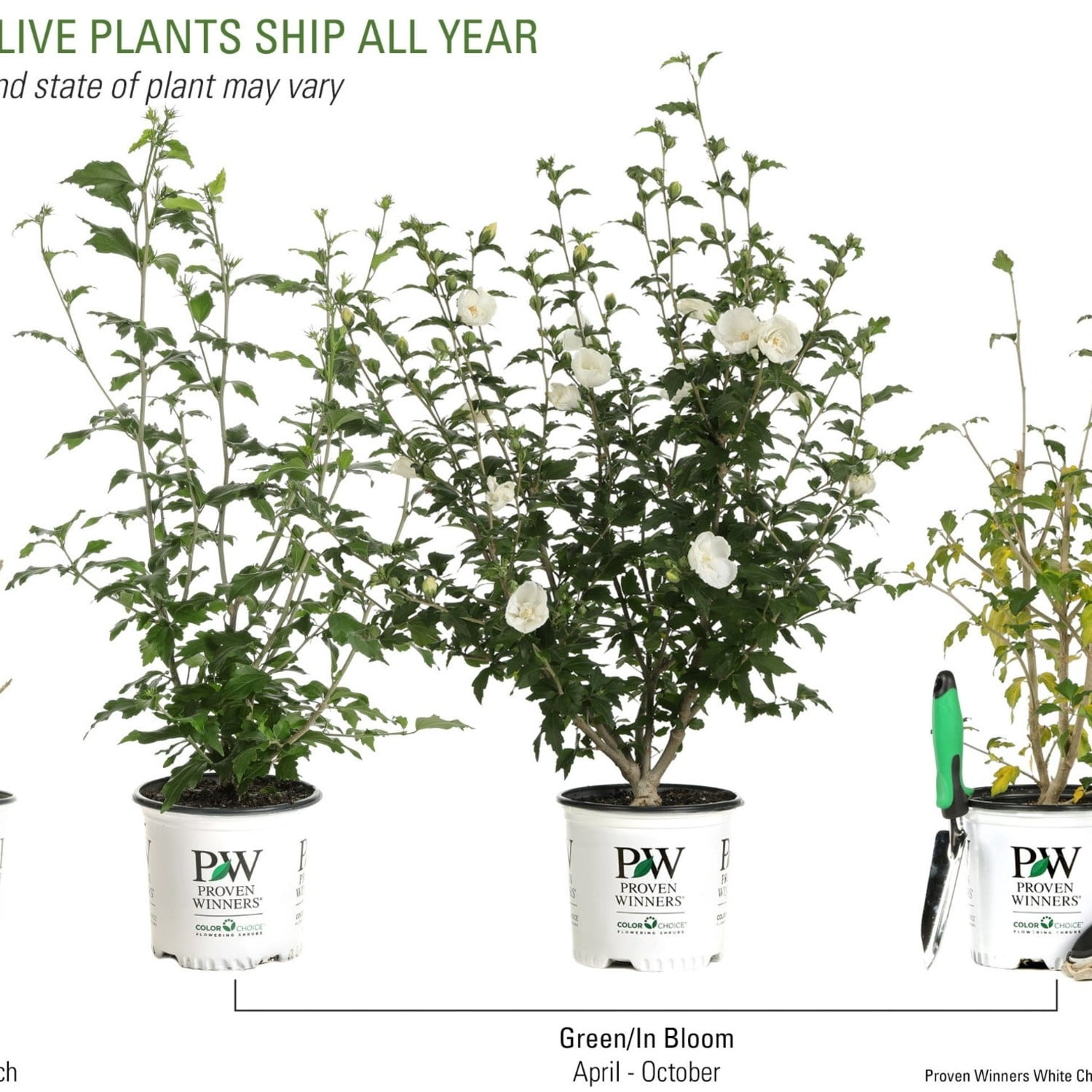 Proven Winners ColorChoice 6" White Chiffon Rose of Sharon Live Plant in 7.5" Pot