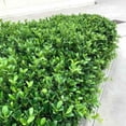 thumbnail image 7 of Green Island Ficus  30 Live Plants  Ficus Microcarpa  Lush Indoor/Outdoor Ornamental Plant - Easy Care & Fast Growing - Perfect for Home, Garden, & Office Decor, 7 of 7