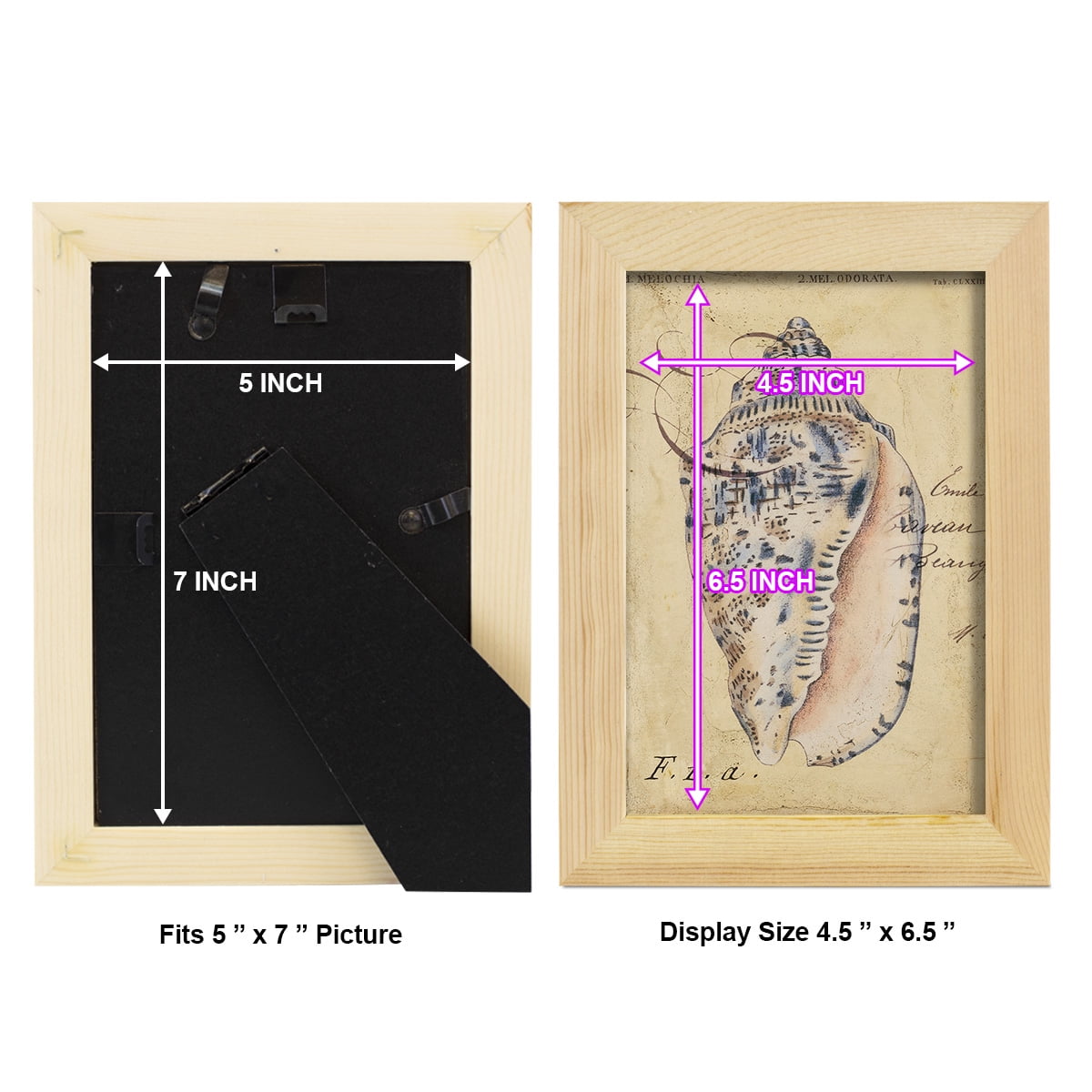 Seashell Ephemera I - Framed Print w/glass - Natural Wood