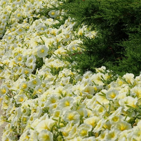 Petunia - Madness Series Flower Garden Seed - 1000 Pelleted Seeds - Yellow Blooms - Annual Flowers - Single Floribunda Petunias, Petunia Seeds .., By Mountain Valley Seed Company Ship from