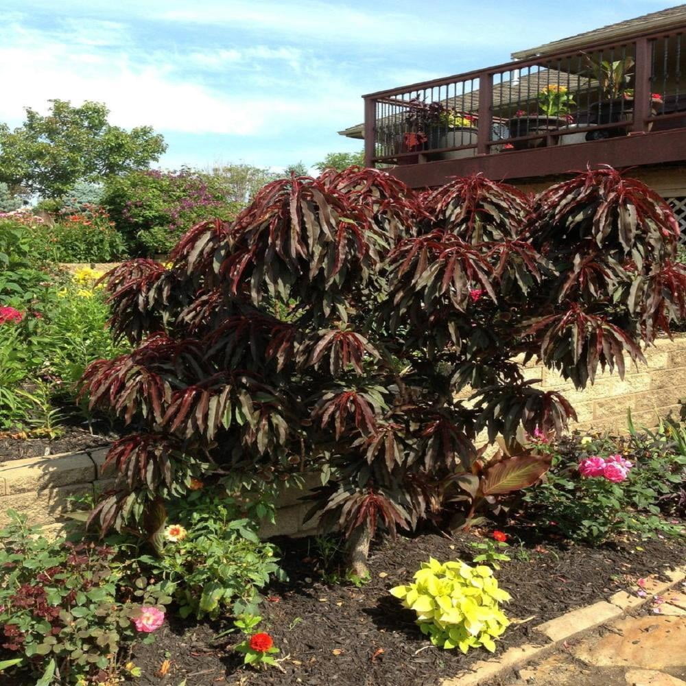 Expert Gardener 24" Bonfire Patio Peach Tall Live Plants in 11" Grower Pot, Ornamental/Decorative