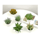thumbnail image 2 of Plantas Suculentas Belug Artificiales Macetas Decorativas Bonsai 6 pzs, 2 of 5