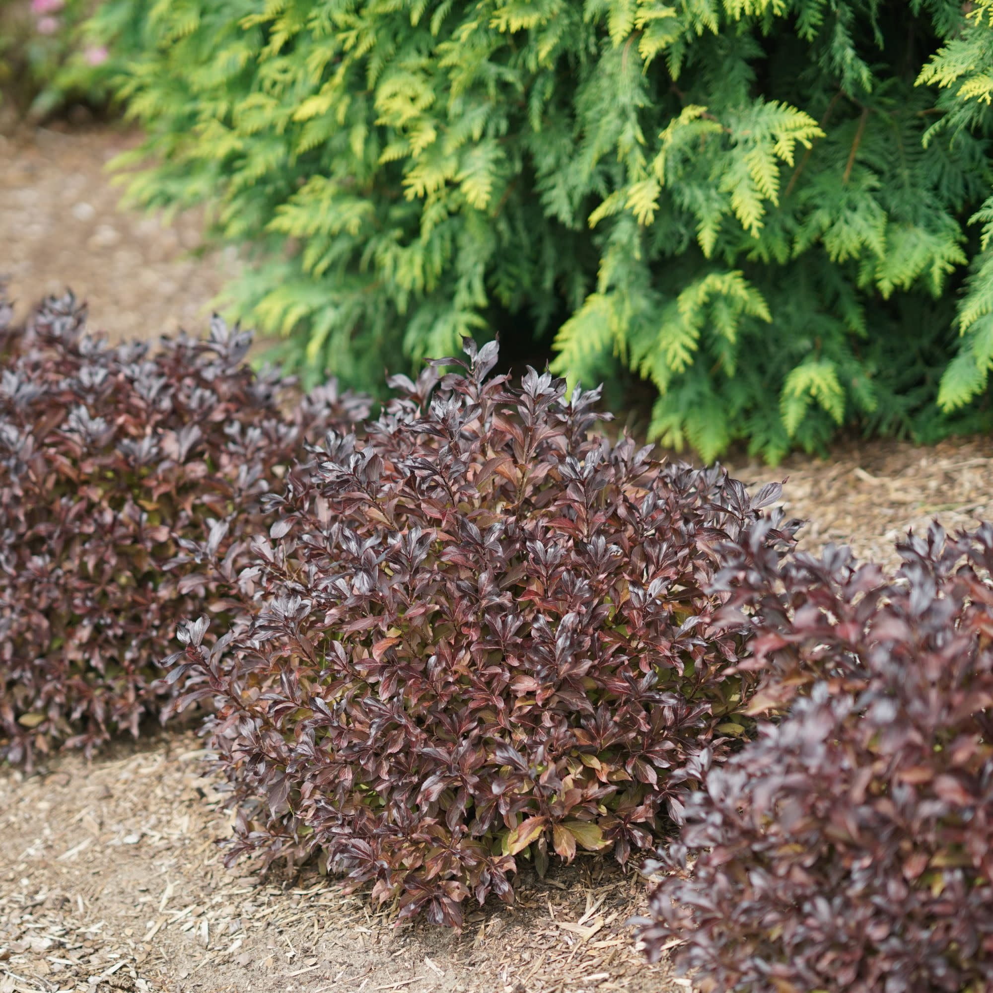 Proven Winners ColorChoice 5" Purple Midnight Wine Shine Weigela Live Plant in 4.5" Pot (4 Count)