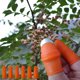 thumbnail image 5 of Dispositivo de recolección de frutas Soledad separador de silicona, 5 of 9