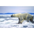 thumbnail image 2 of Posterazzi DPI1785262LARGE Polar Bear Running On An Ice Flow in Wager Bay Canada Poster Print by John Pitcher, 34 x 22 - Large, 2 of 4