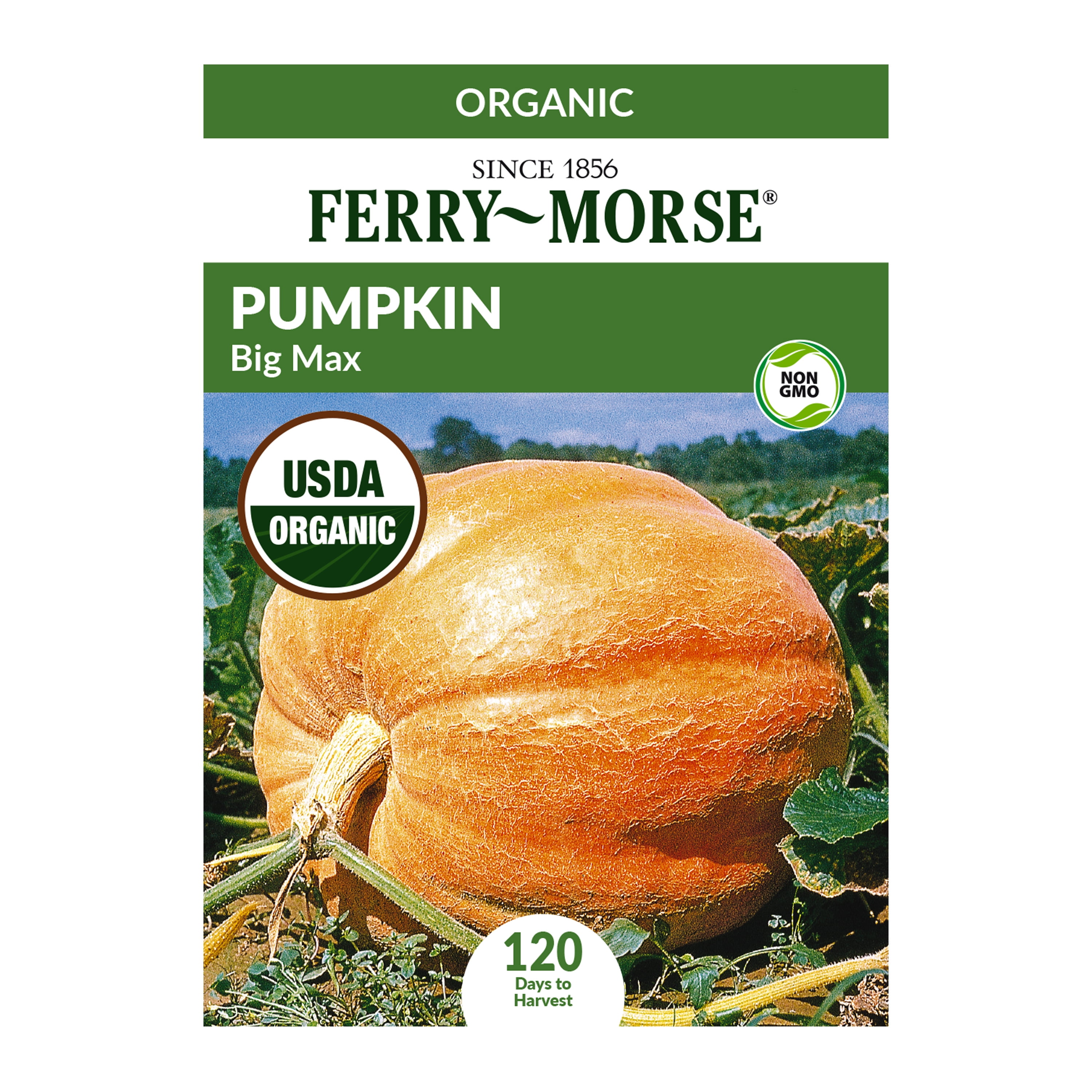Ferry-Morse Organic 2.2G Pumpkin Big Max Vegetable Plant Seeds Packet - Seed Gardening, Full Sunlight