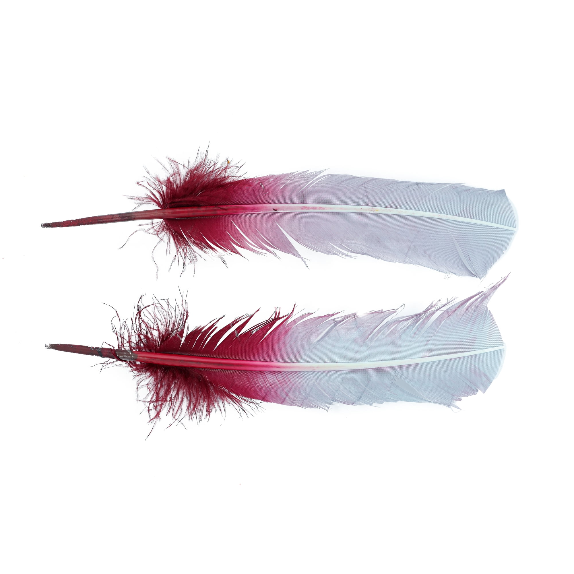Zucker - Turkey Quills by Pound - Bulk Feathers for Crafting, Decoration,  Home Décor, Holiday Decorating, Weddings and Events, Cosplay, Costumes 
