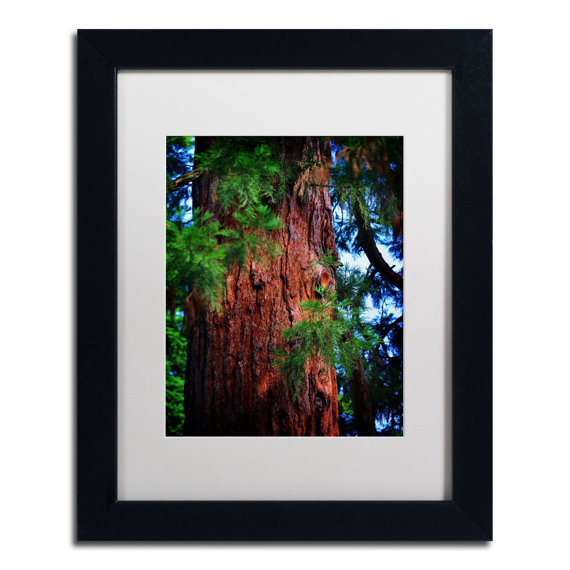 Trademark Fine Art "Giant Sequoia" Canvas Art by Philippe Sainte-Laudy, White Matte, Wood Frame