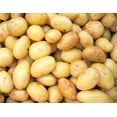 TomorrowSeeds BACK IN STOCK MARCH 2025 Kennebec Seed Potatoes