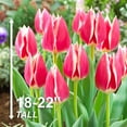 thumbnail image 4 of Garden State Bulb Darwin Hybrid Candy Apple Delight Tulip Flower Bulbs, 12/+ cm (Bag of 25), 4 of 8