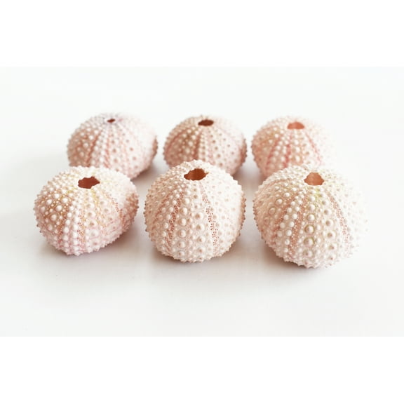 Set of 6 Pink Sea Urchin Seashells Shells for Beach Wedding Craft Nautical Decor Airplants