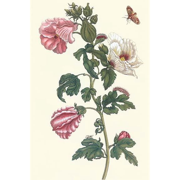 Roselle with Fall webworm-Fine Art Canvas Print (20" x 30")