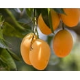 thumbnail image 6 of Dried Diced Mango, 1 Pound — Kosher, Vegan — by Food to Live, 6 of 7