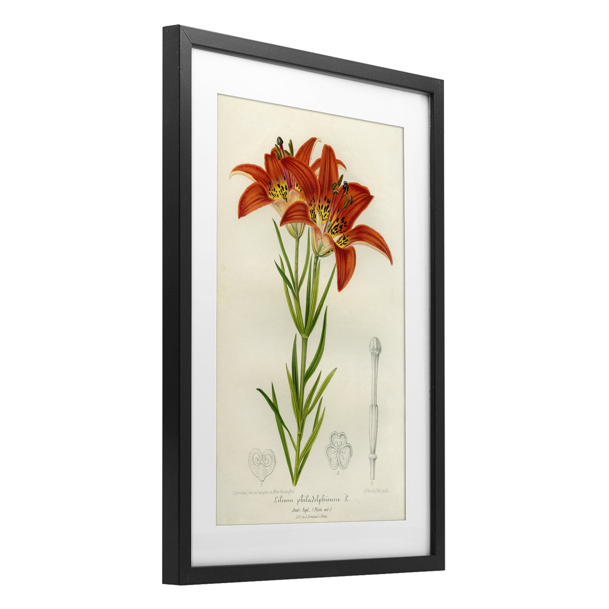Stupell Industries Western Red Lily Black Framed Print Under Glass, design by Print Collection