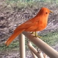thumbnail image 3 of Modelo de Aves Decoración de Plumas Coloridas Artesanía de Aves Artificiales 7-naranja Zulema Pájaro Artificial Decorativo, 3 of 6
