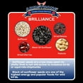thumbnail image 5 of Armstrong Wild Bird Food Royal Jubilee Brilliance Blend, 4 Pounds - with Black Oil Sunflower, Safflower, Peanuts, Dried Raisins & Cherries for Northern Cardinals and Songbirds, 5 of 6