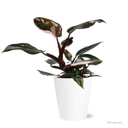 "Wild Interiors Live Indoor Plant 12"" Tall Pink Princess Philodendron in 5"" Decorative Ceramic Pot"