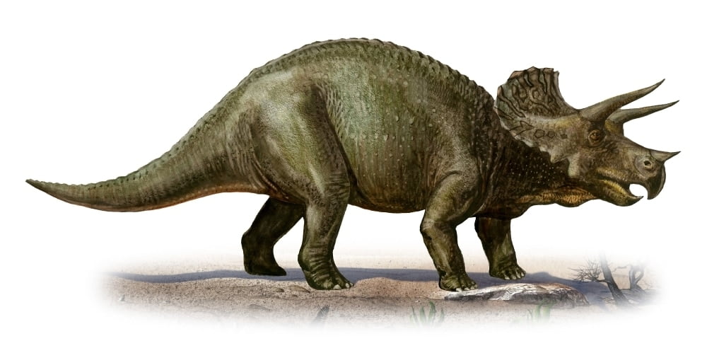 Triceratops prorsus, a prehistoric era dinosaur from the Late Cretaceous period Poster Print