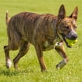 thumbnail image 3 of Hyper Pet Chewz Bumpy Ball | Durable Foam Fetch Toy for Dogs | Floats, 3 of 4
