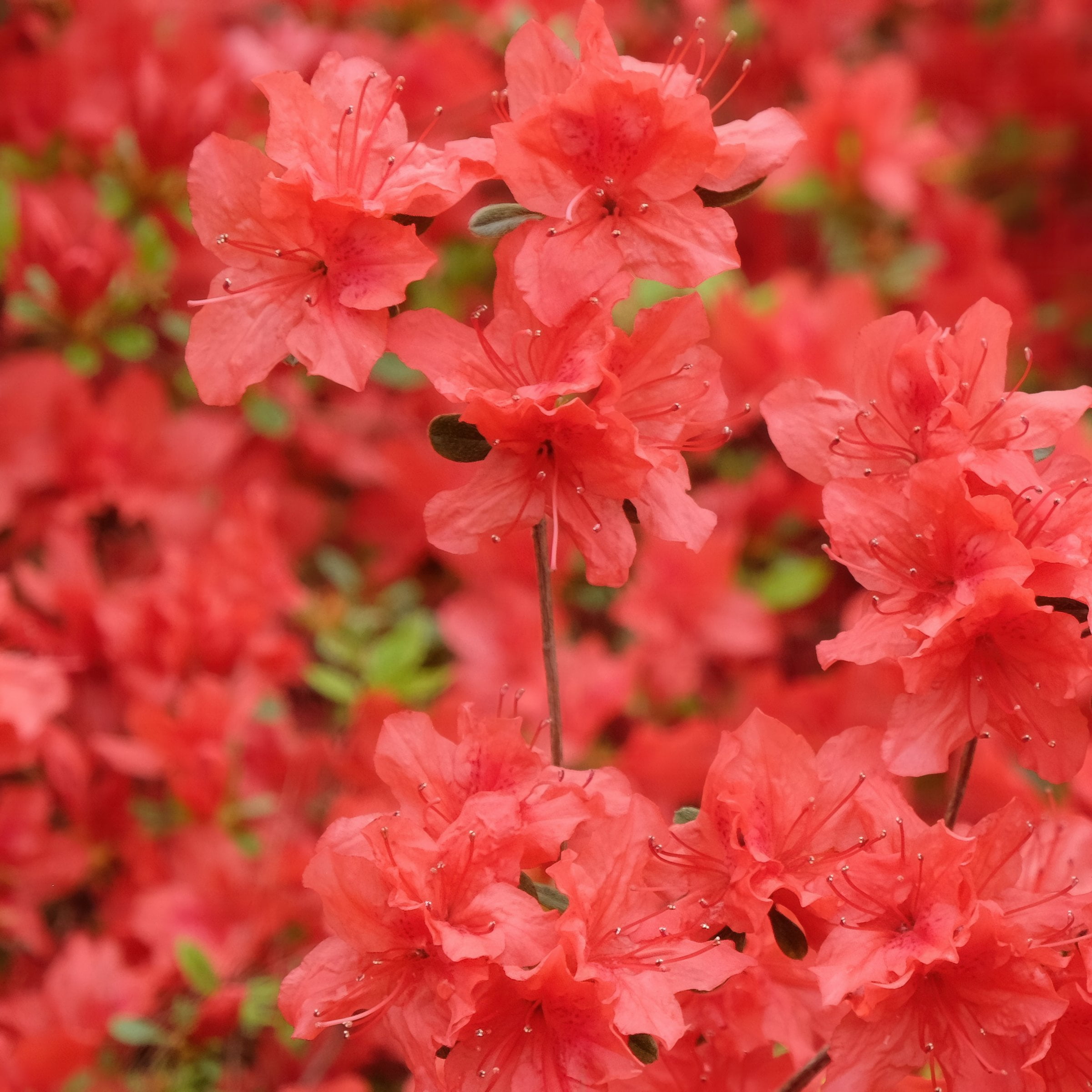 National Plant Network 3 gal Azalea Flame Creeper Live Shrub with Partial Shade Conditions
