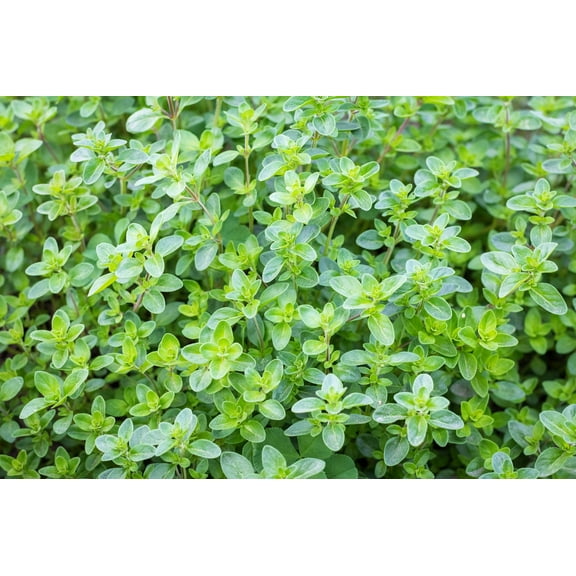 1000 THYME Common, English, German, French, Garden, or Winter Thymus Vulgaris Herb Flower Seeds