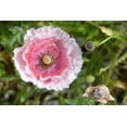 thumbnail image 3 of 1000 Seeds PINK & WHITE POPPY Papaver Somniferum Flower Seeds, 3 of 4