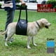 thumbnail image 2 of Arnés de apoyo para perros Rehabilitación Chaleco de ayuda para transporte de mascotas (Gris L), 2 of 3