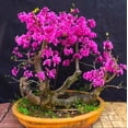 thumbnail image 5 of 50 Chinese Redbud Tree Seeds Shrub Cercis 0r Bonsai Pink Purple Flower 2024, 5 of 12