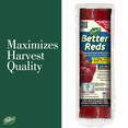 thumbnail image 6 of Dalen Better Reds – Perforated Red Mulch Film –Stimulates Early Plant Growth and Maximizes Harvest Quality – Easy DIY Installation –  3ft x 24ft, 6 of 6