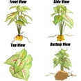 thumbnail image 6 of Reptile Artificial Plants for Terrarium Decor, Amphibian Habitat Decorations Bearded Dragon Tank Accessories fit Crested Gecko Leopard Lizard Chameleon Ball Python Snake Frog - Fake Caladium, 6 of 13