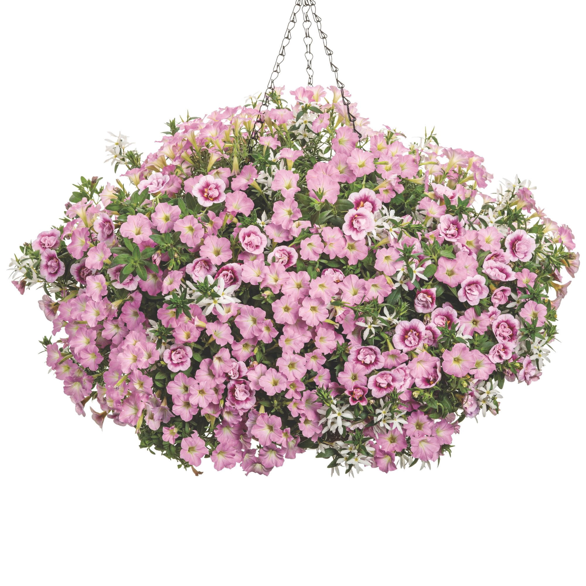 Proven Winners 4" Supertunia Mini Vista Pink Cloud Supertunia Live Plant in 4.25" Pot (4 Count)