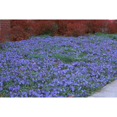 Classy Groundcovers - Vinca minor 'Traditional'  {50 Bare Root (Best Ground Cover Plants For Shady Areas)