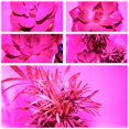 thumbnail image 4 of Grow Light, Grow Lamp Bulb Plant Lights Sunlike Full Spectrum Bulb, Grow Light for Indoor Plants for Vegetables Flower Garden Herbs Succulents Hydroponics Greenhouse Growing 110V E26/E27 Socket, 4 of 6