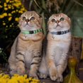 thumbnail image 5 of Collar para Gato TANGJMXG Reflectante CON Cascabeles Ajustable, 5 of 5